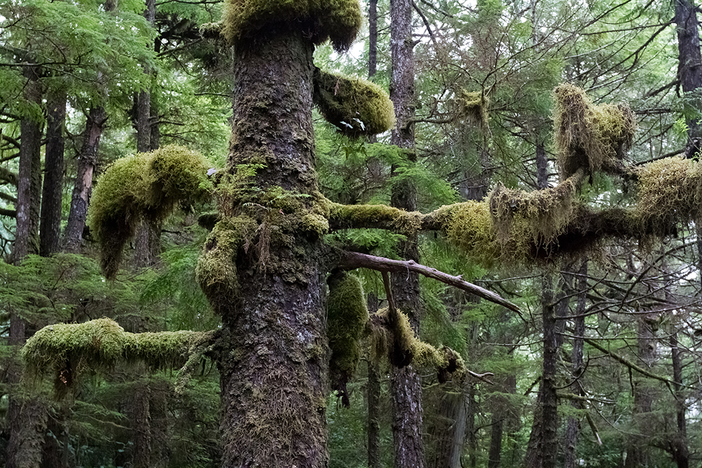 09-18 - 09.jpg - Wild Pacific Trail, Vancouver Island, BC